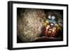 Peacock Mantis Shrimp Peering from Behind a Rock, Indonesia-null-Framed Photographic Print