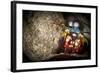 Peacock Mantis Shrimp Peering from Behind a Rock, Indonesia-null-Framed Photographic Print