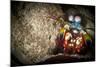 Peacock Mantis Shrimp Peering from Behind a Rock, Indonesia-null-Mounted Photographic Print