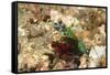 Peacock Mantis Shrimp-Hal Beral-Framed Stretched Canvas