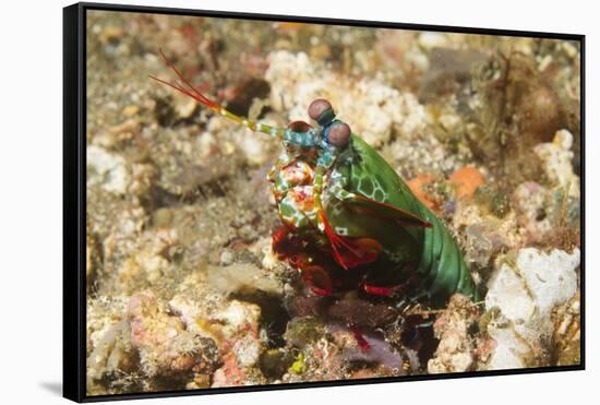 Peacock Mantis Shrimp-Hal Beral-Framed Stretched Canvas