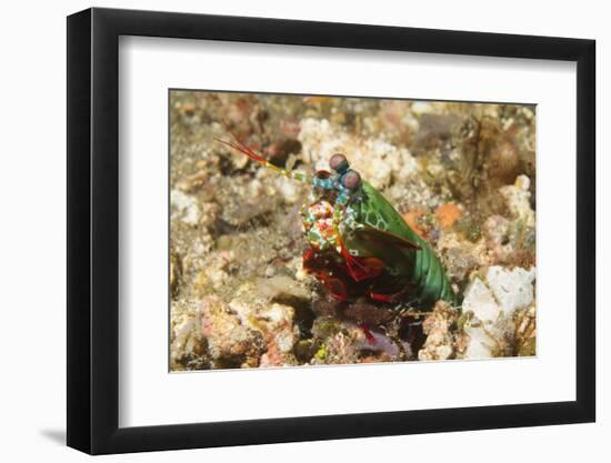 Peacock Mantis Shrimp-Hal Beral-Framed Premium Photographic Print