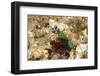 Peacock Mantis Shrimp-Hal Beral-Framed Premium Photographic Print