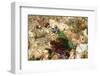 Peacock Mantis Shrimp-Hal Beral-Framed Premium Photographic Print