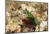 Peacock Mantis Shrimp-Hal Beral-Mounted Premium Photographic Print