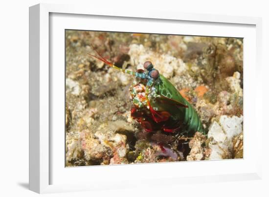 Peacock Mantis Shrimp-Hal Beral-Framed Photographic Print