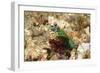 Peacock Mantis Shrimp-Hal Beral-Framed Photographic Print