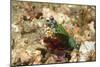 Peacock Mantis Shrimp-Hal Beral-Mounted Photographic Print