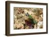 Peacock Mantis Shrimp-Hal Beral-Framed Photographic Print