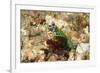 Peacock Mantis Shrimp-Hal Beral-Framed Photographic Print