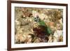 Peacock Mantis Shrimp-Hal Beral-Framed Photographic Print