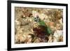 Peacock Mantis Shrimp-Hal Beral-Framed Photographic Print