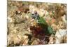 Peacock Mantis Shrimp-Hal Beral-Mounted Photographic Print