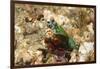 Peacock Mantis Shrimp-Hal Beral-Framed Photographic Print