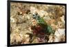 Peacock Mantis Shrimp-Hal Beral-Framed Photographic Print