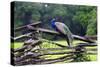 Peacock On A Fence-George Oze-Stretched Canvas