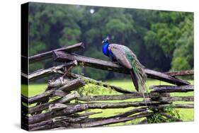 Peacock On A Fence-George Oze-Stretched Canvas