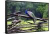 Peacock On A Fence-George Oze-Framed Stretched Canvas