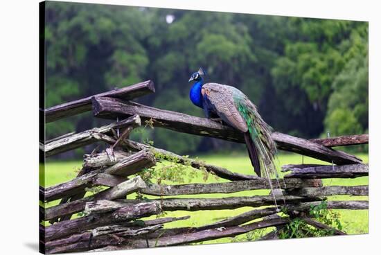 Peacock On A Fence-George Oze-Stretched Canvas