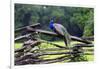 Peacock On A Fence-George Oze-Framed Photographic Print