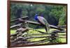 Peacock On A Fence-George Oze-Framed Photographic Print