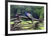 Peacock On A Fence-George Oze-Framed Photographic Print