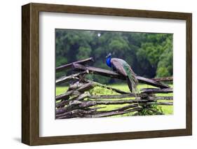 Peacock On A Fence-George Oze-Framed Photographic Print