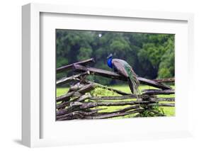 Peacock On A Fence-George Oze-Framed Photographic Print