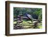 Peacock On A Fence-George Oze-Framed Premium Photographic Print