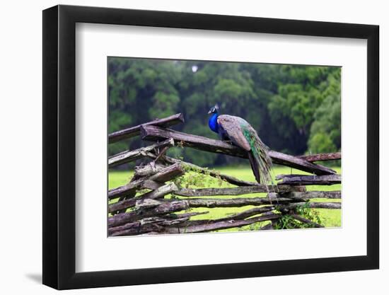 Peacock On A Fence-George Oze-Framed Premium Photographic Print