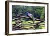 Peacock On A Fence-George Oze-Framed Photographic Print