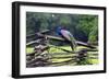 Peacock On A Fence-George Oze-Framed Photographic Print