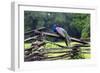 Peacock On A Fence-George Oze-Framed Photographic Print