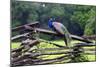 Peacock On A Fence-George Oze-Mounted Photographic Print