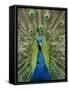 Peacock on Castle Grounds, Cardiff Castle, Wales-Cindy Miller Hopkins-Framed Stretched Canvas