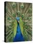 Peacock on Castle Grounds, Cardiff Castle, Wales-Cindy Miller Hopkins-Stretched Canvas