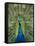 Peacock on Castle Grounds, Cardiff Castle, Wales-Cindy Miller Hopkins-Framed Stretched Canvas