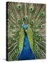 Peacock on Castle Grounds, Cardiff Castle, Wales-Cindy Miller Hopkins-Stretched Canvas