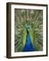 Peacock on Castle Grounds, Cardiff Castle, Wales-Cindy Miller Hopkins-Framed Photographic Print