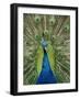 Peacock on Castle Grounds, Cardiff Castle, Wales-Cindy Miller Hopkins-Framed Photographic Print