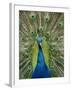 Peacock on Castle Grounds, Cardiff Castle, Wales-Cindy Miller Hopkins-Framed Photographic Print