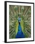 Peacock on Castle Grounds, Cardiff Castle, Wales-Cindy Miller Hopkins-Framed Photographic Print