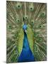 Peacock on Castle Grounds, Cardiff Castle, Wales-Cindy Miller Hopkins-Mounted Photographic Print