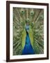 Peacock on Castle Grounds, Cardiff Castle, Wales-Cindy Miller Hopkins-Framed Photographic Print