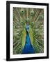 Peacock on Castle Grounds, Cardiff Castle, Wales-Cindy Miller Hopkins-Framed Photographic Print