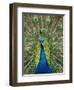 Peacock on Castle Grounds, Cardiff Castle, Wales-Cindy Miller Hopkins-Framed Premium Photographic Print