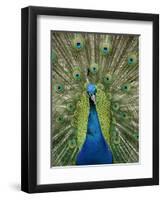 Peacock on Castle Grounds, Cardiff Castle, Wales-Cindy Miller Hopkins-Framed Premium Photographic Print