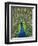 Peacock on Castle Grounds, Cardiff Castle, Wales-Cindy Miller Hopkins-Framed Premium Photographic Print