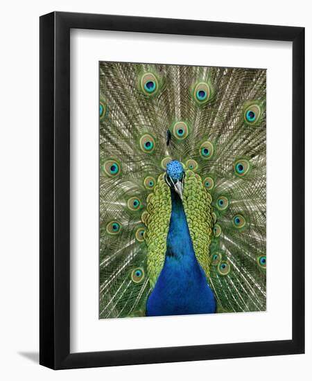 Peacock on Castle Grounds, Cardiff Castle, Wales-Cindy Miller Hopkins-Framed Premium Photographic Print