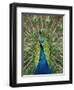 Peacock on Castle Grounds, Cardiff Castle, Wales-Cindy Miller Hopkins-Framed Premium Photographic Print